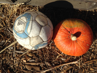 Nipomo Pumpkin Patch ornamental 5